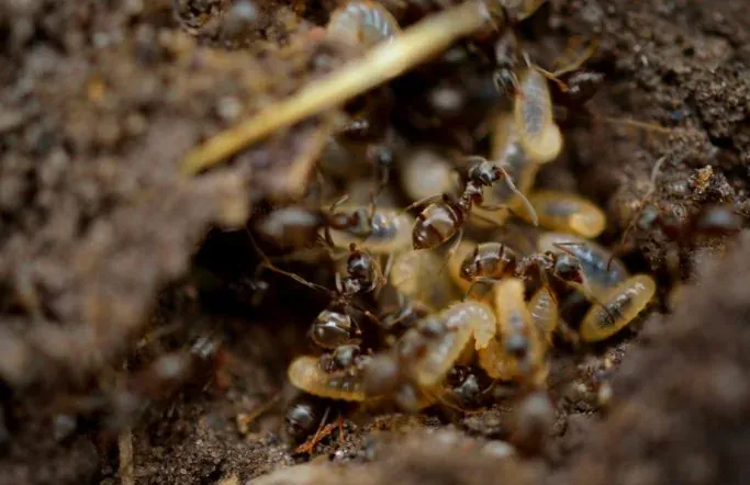 Colonie de fourmis et couvain dans le sol