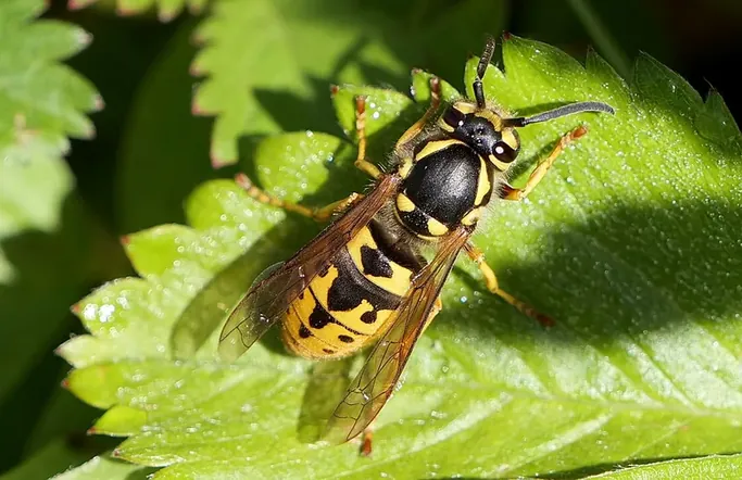 Guêpe commune posée sur une feuille