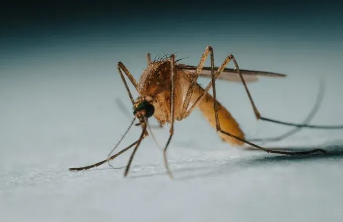 Moustique posé sur une surface claire
