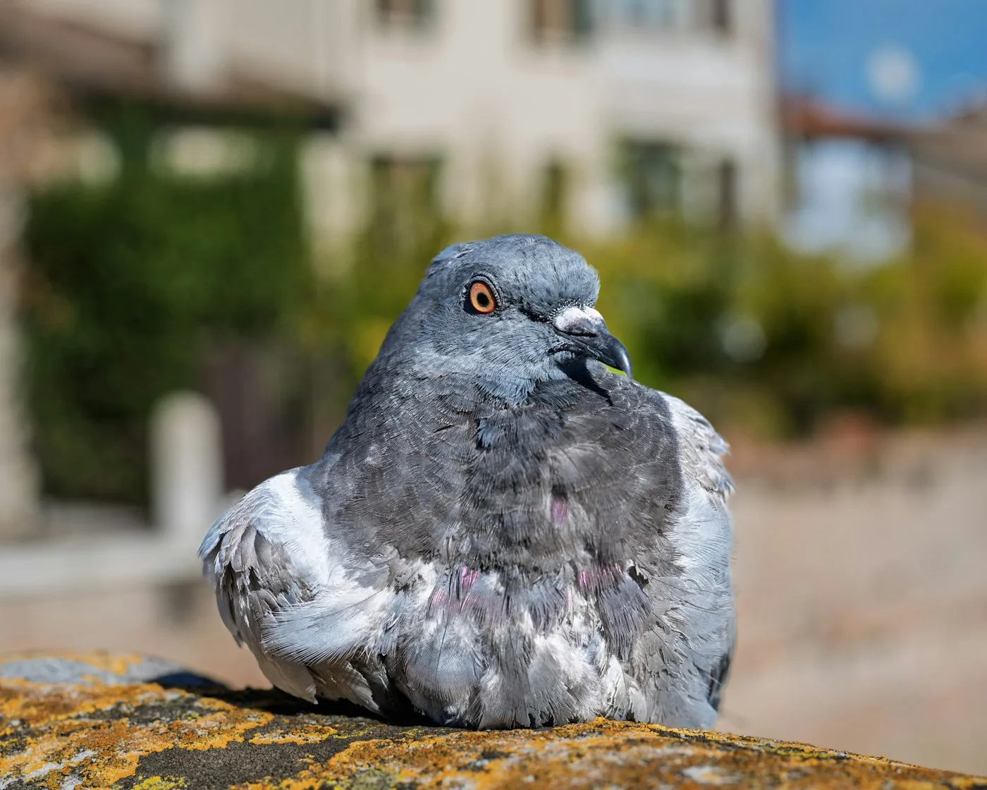 Pigeon urbain représentant le service de dépigeonnage