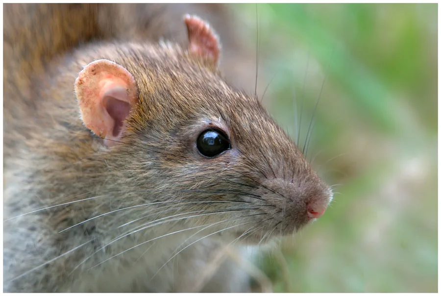 Rat brun représentant le service de dératisation
